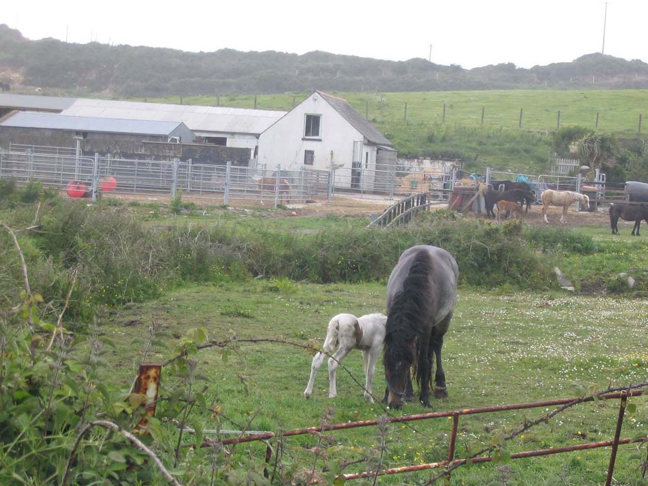 Mare with foal Cork 2007.jpg 190.0K